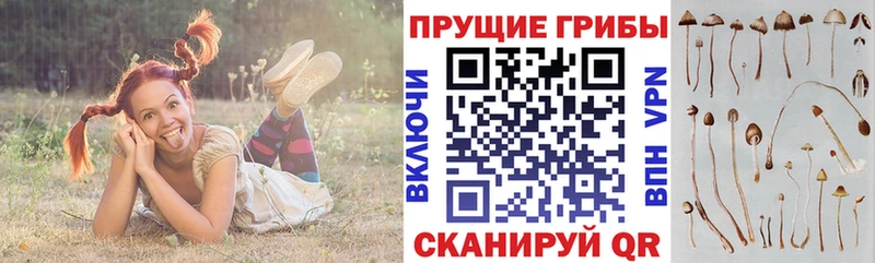 Галлюциногенные грибы Psilocybe  Луховицы 